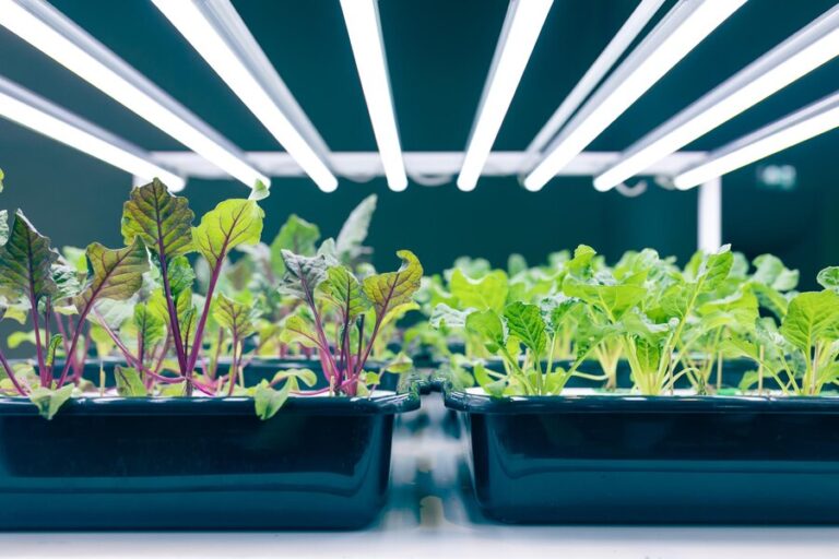 How Grow Light Temperature Affects Your Hydroponic Plants and How to Control It