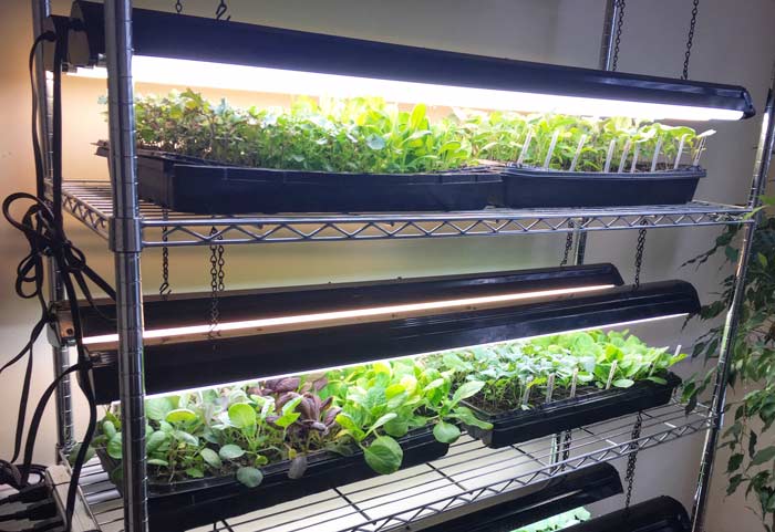 Providing Adequate Lighting for Indoor Gardens