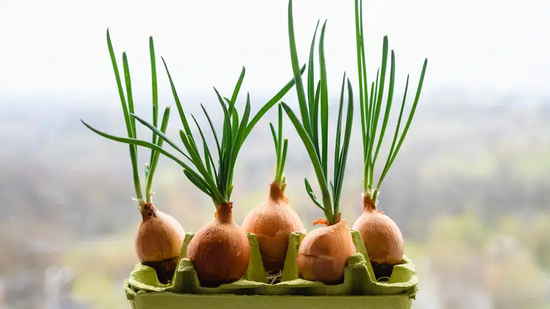 Identifying Signs of Sprouting in Green Onions