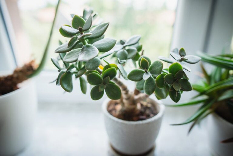 How to Plant, Grow, and Care For Jade Plants