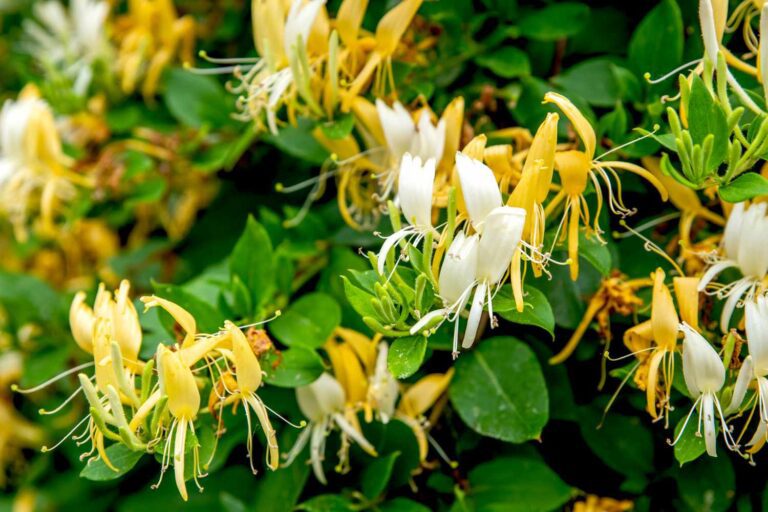 Japanese Honeysuckle: A Vigorous Flowering Vine
