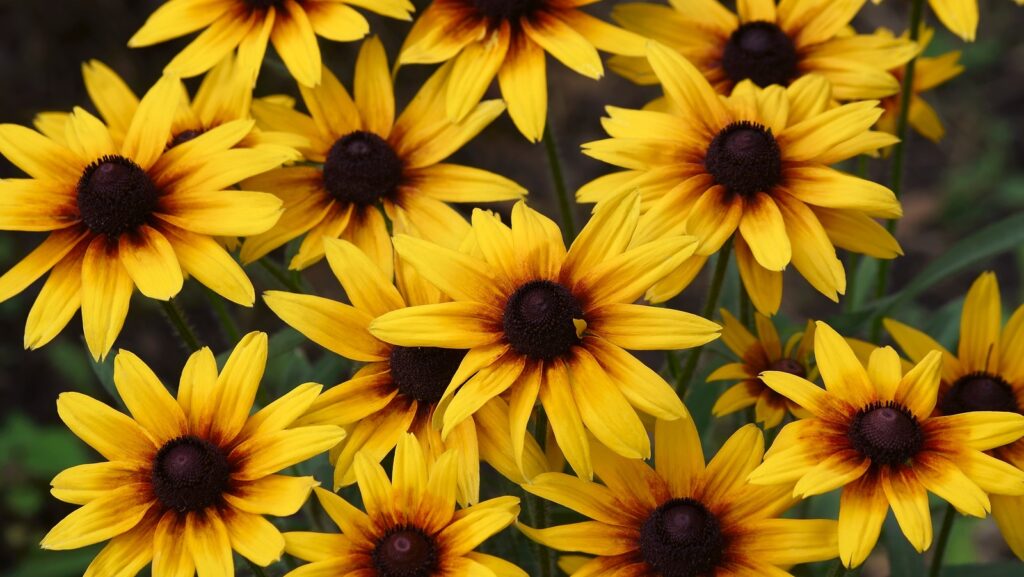 Incorporating Black-Eyed Susans into Landscape Design and Garden Themes
