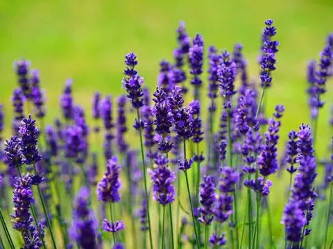 Lavender: A Fragrant and Versatile Plant