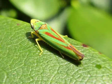 Eliminating Leafhopper Pests Effectively