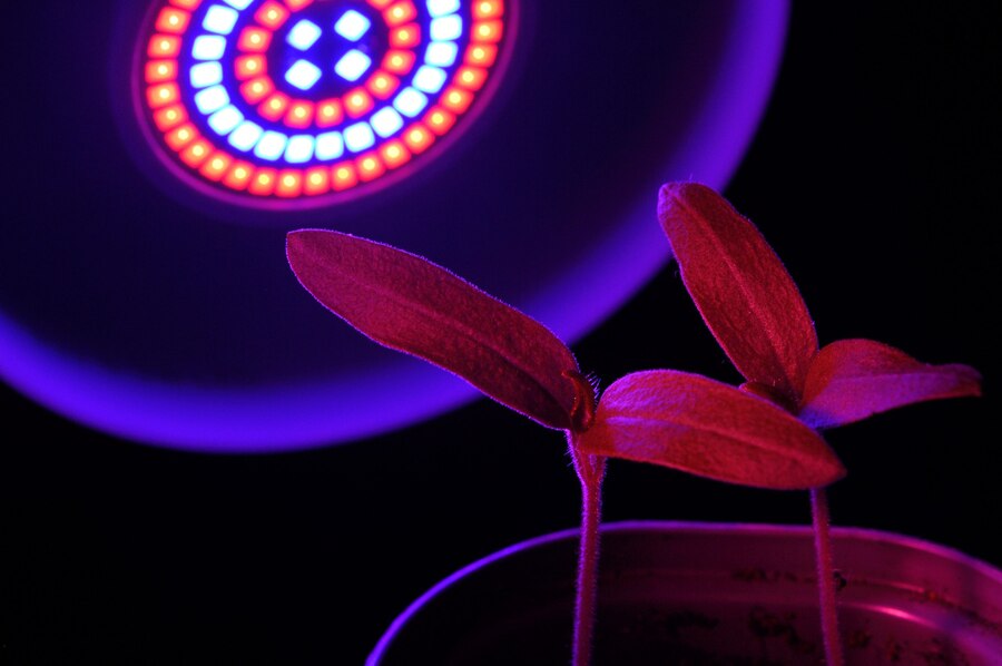 LED Grow Lights and Eye Safety: What You Need to Know