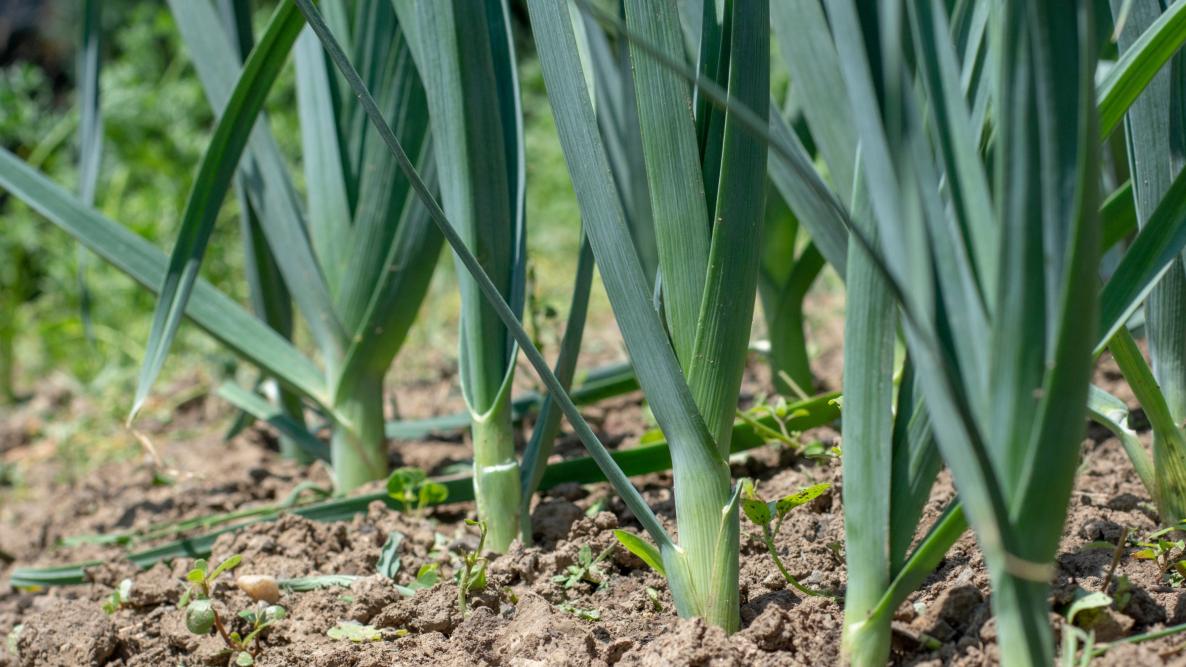 Leeks in Season: When to Find the Freshest Harvest