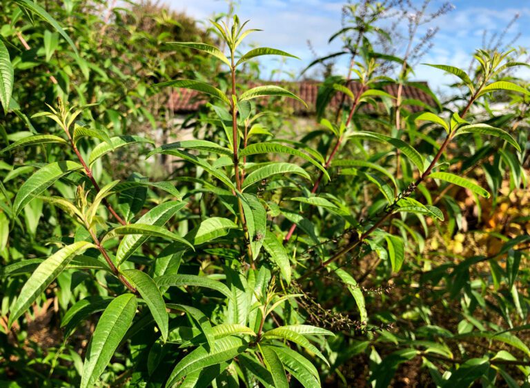 Lemon Verbena Plant: Sweet Lemony Shrub