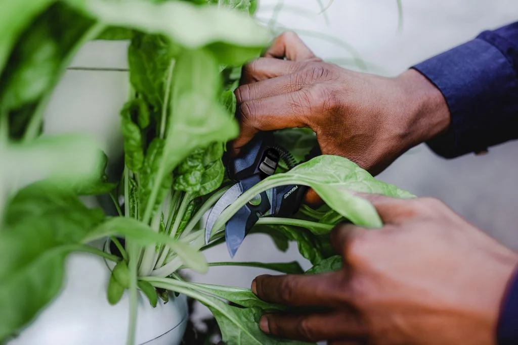 Pruning and harvesting techniques for continuous lettuce production throughout the year