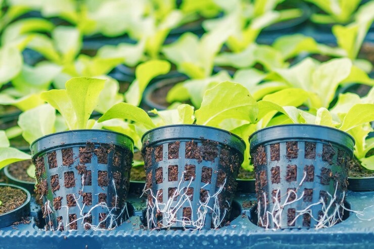 Net Cup Sizing Guide for Efficient Hydroponic Systems