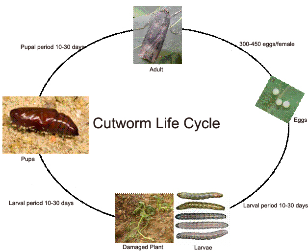 The Lifecycle of Noctuidae Caterpillars: From Egg to Adult