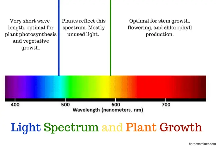 Understanding the Different Light Spectrum of CFL Grow Lights and Their Effects on Plants
