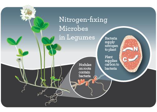 The Role of Red Clover in Nitrogen Fixation