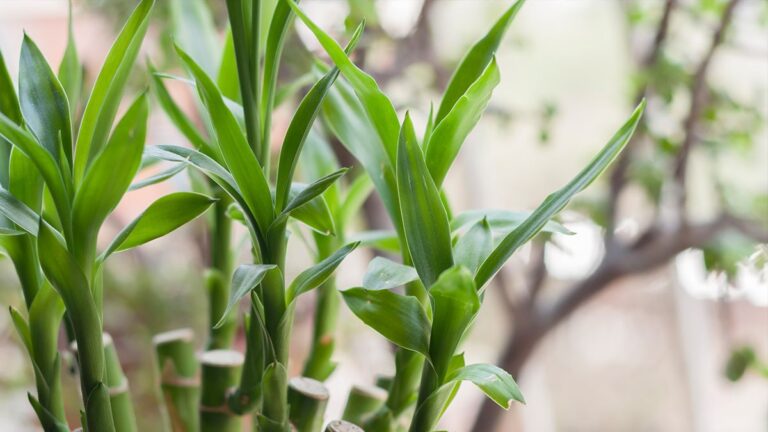 Lucky Bamboo Care: Nurturing Dracaena Sanderiana