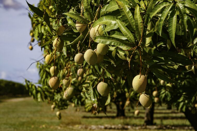 Mango Tree Maintenance: A Guide to Tropical Delights