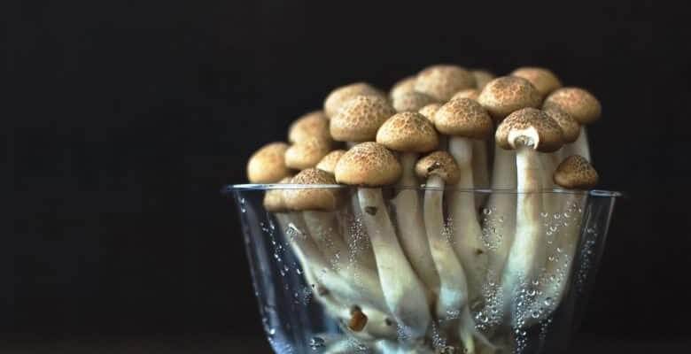 General Tips to consider when growing mushrooms hydroponically