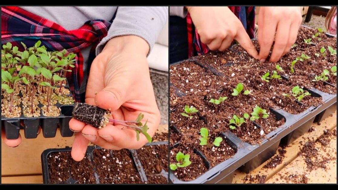 Transplanting Seedlings from Peat Pots to the Garden