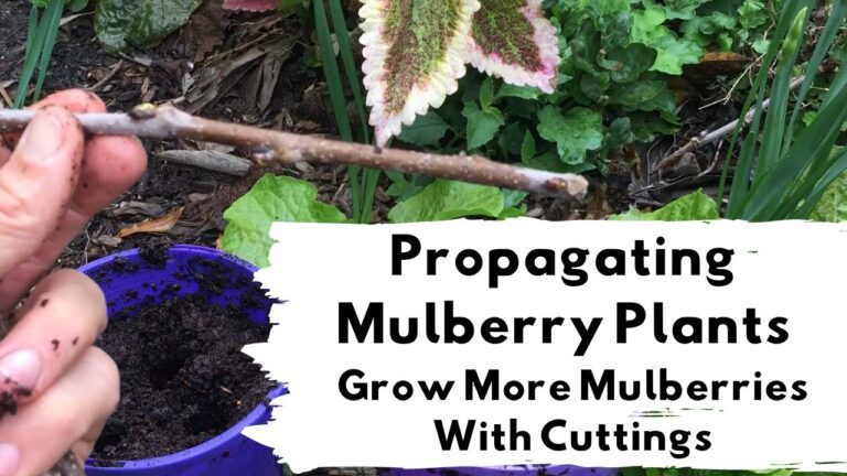 Mulberry Tree: The Easiest Berries to Grow