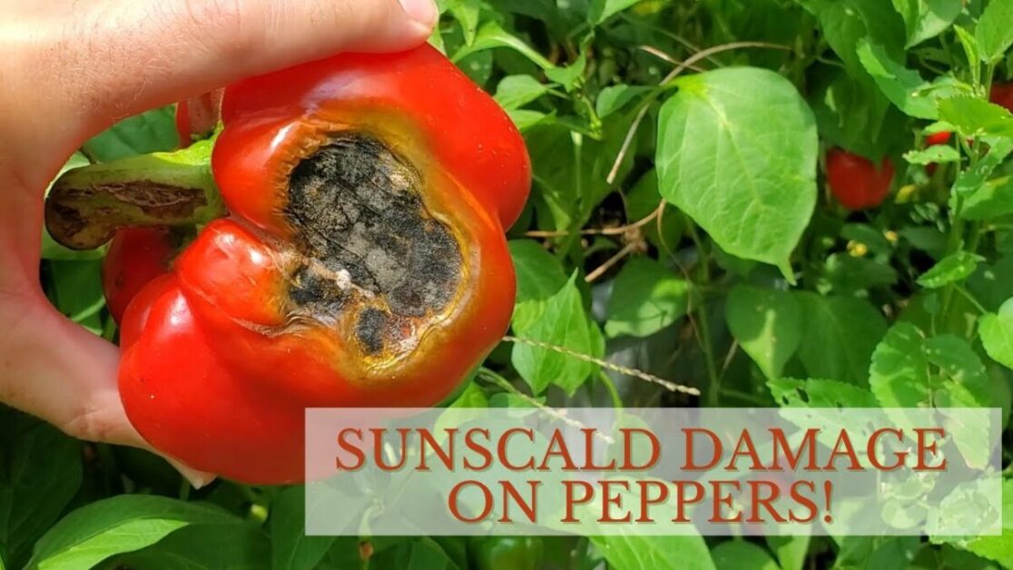 How to Prevent Sunscald on Plants