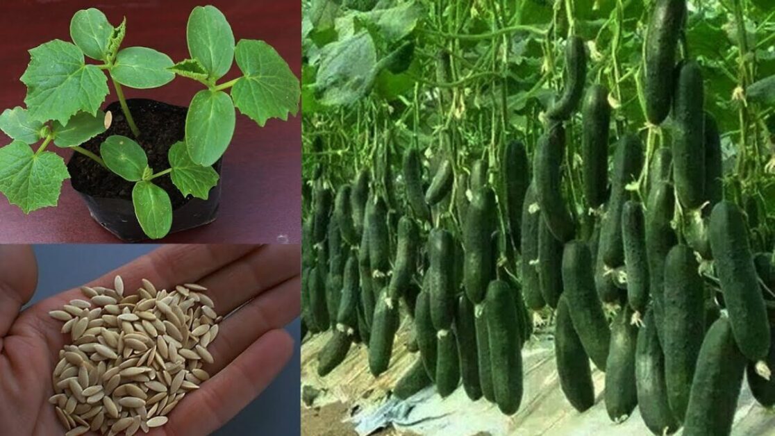 Essential Tips for Starting Cucumber Seeds