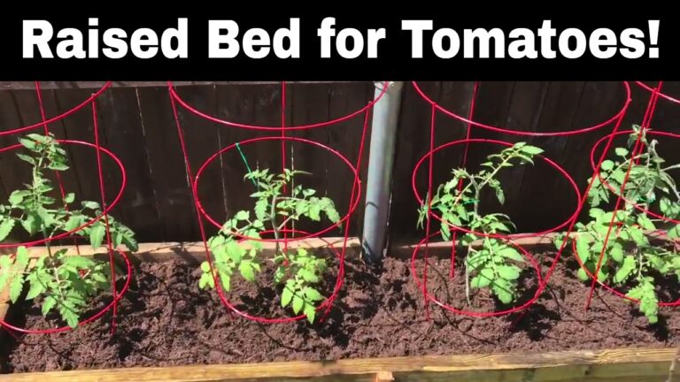 Growing Tomatoes in Raised Beds: A Beginner’s Guide