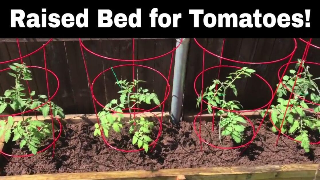 Growing Tomatoes in Raised Beds: A Beginner's Guide