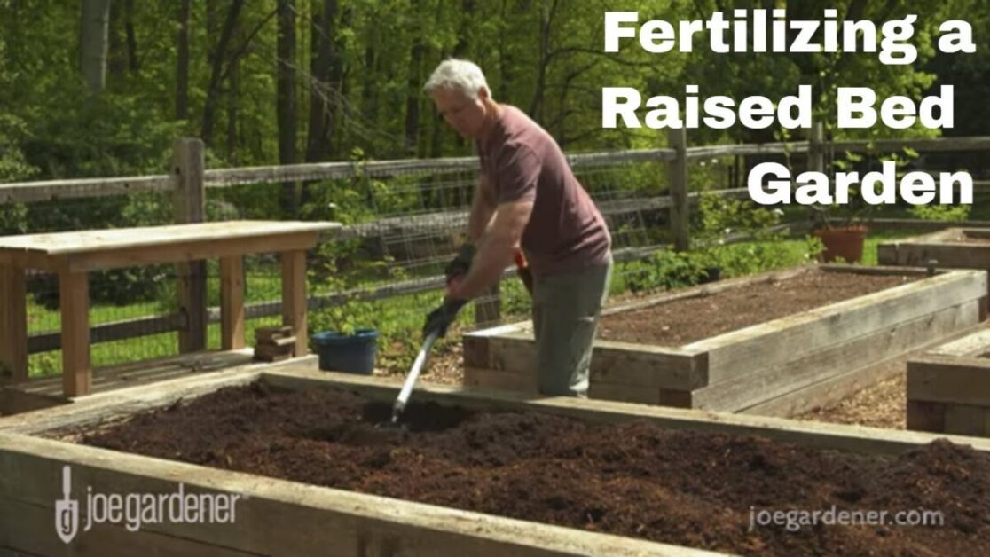 Fertilizing Your Tomato Plants in Raised Beds