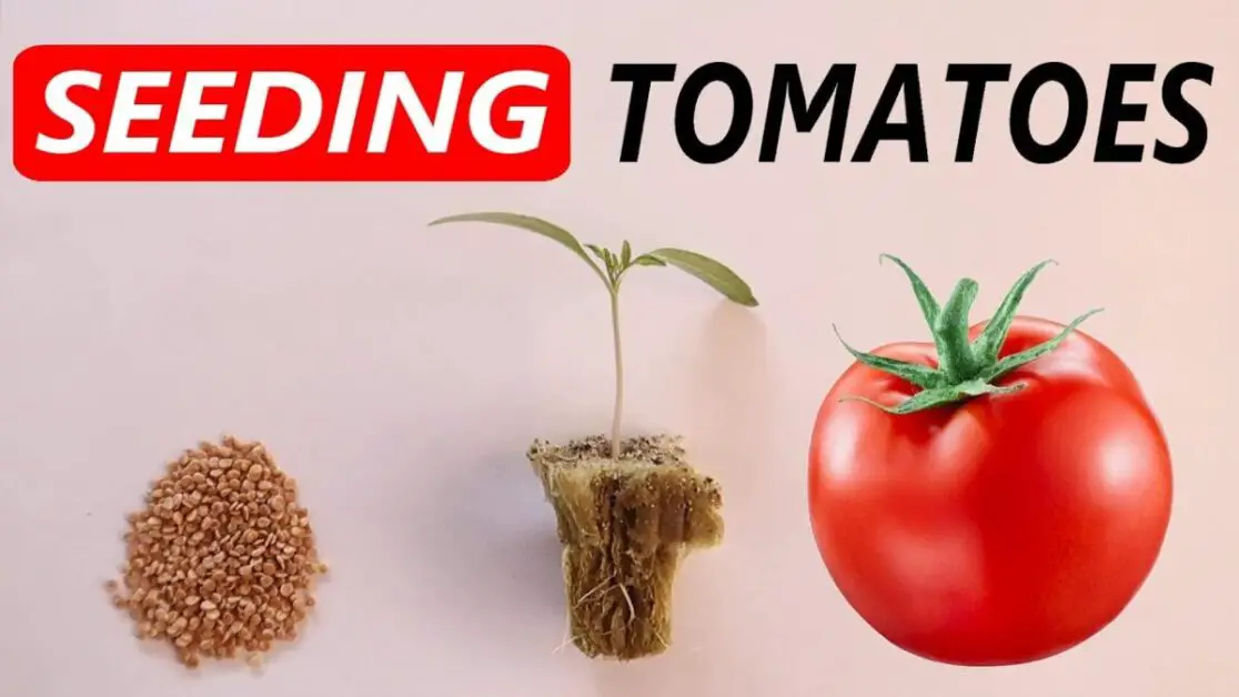 Preparing the Ideal Germination Environment for Tomato Seeds