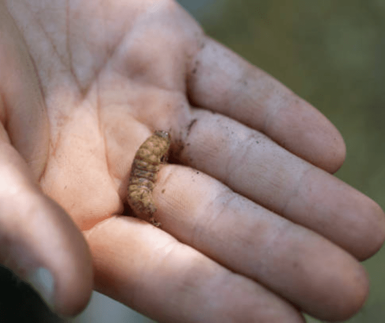 Raising Mealworms for Feed, Fishing, or Fun
