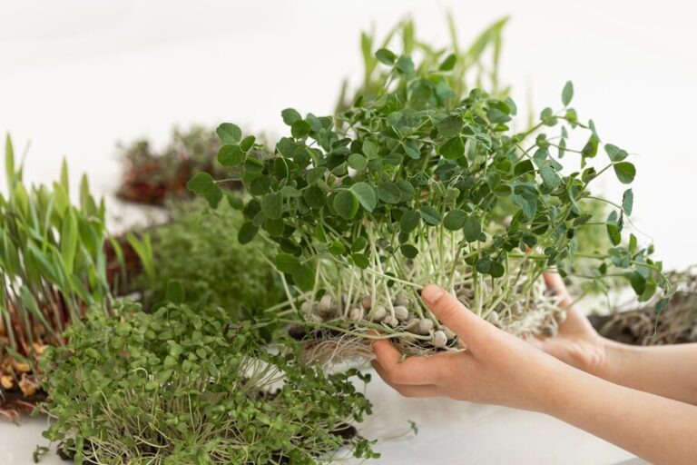 The Ultimate Guide to Growing Herbs with Hydroponics