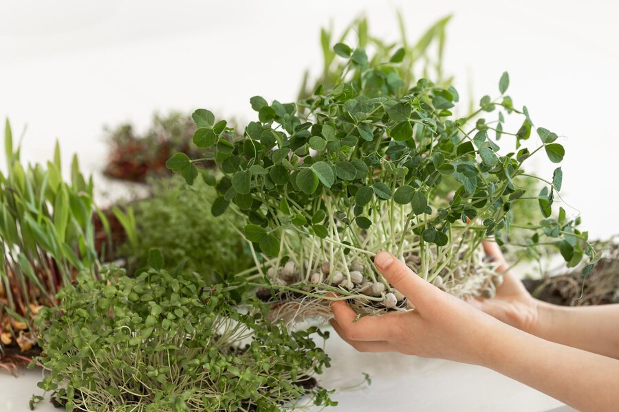 Benefits of Growing Herbs with Hydroponics
