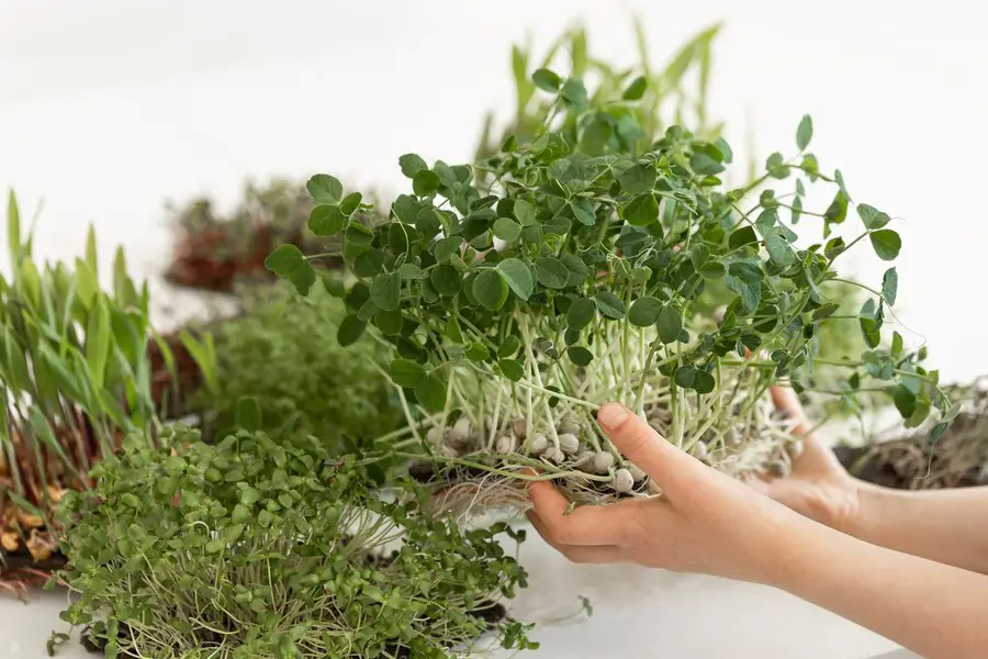 The Ultimate Guide to Growing Herbs with Hydroponics