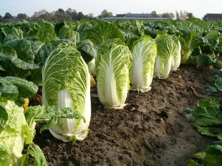 Super Growing Napa Cabbage in Your Beds