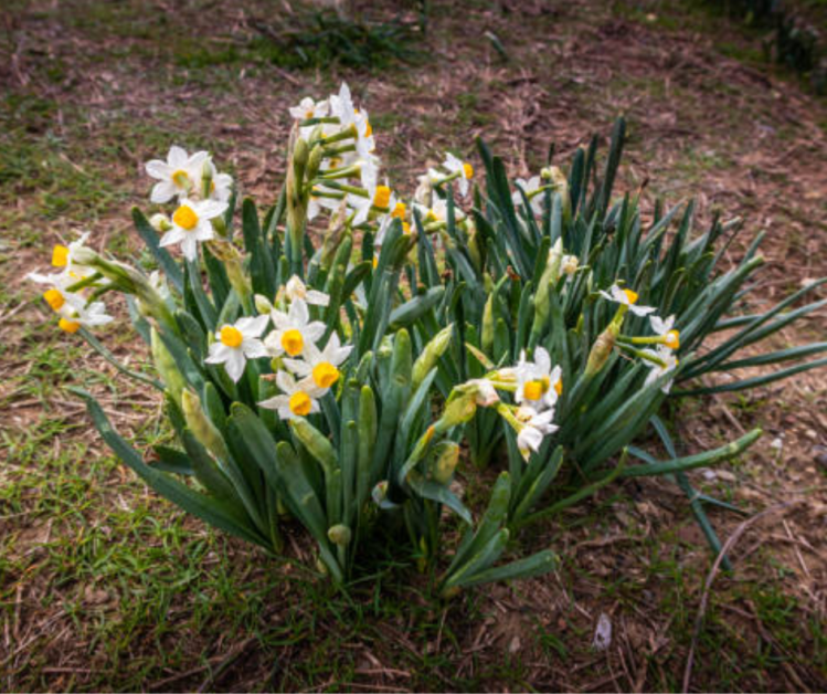 Narcissus Flowers: Care for Daffodils and Jonquils