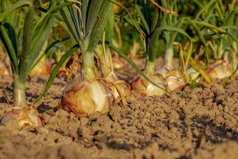 Growing Onions from Seed: A Simple Technique