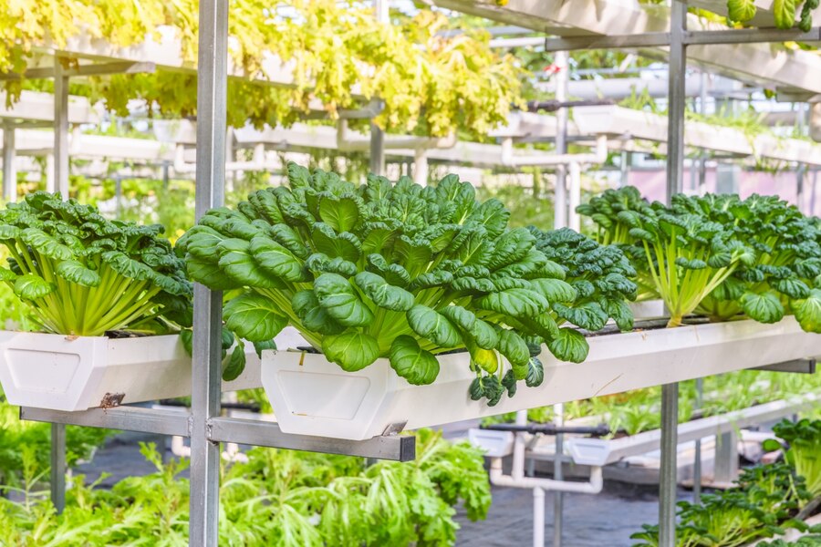 Exploring Sustainable Practices in Hydroponics systems