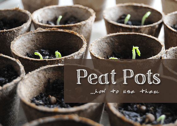 Understanding the Biodegradability of Peat Pots