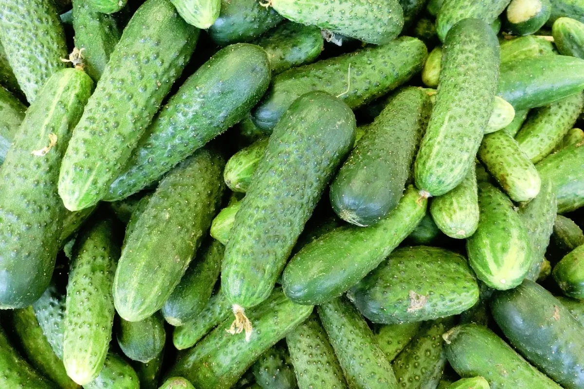 Cucumber Varieties: A Guide to 40 Must-Grow Types