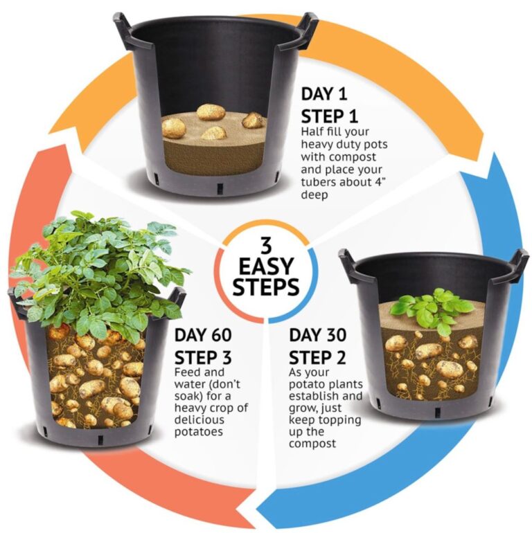 Growing Potatoes In A Bucket: Small Space Spuds