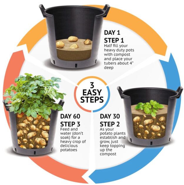 Steps to Planting Potatoes in a Bucket