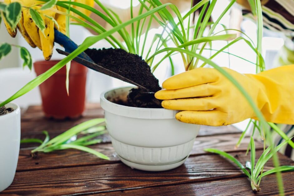 Repotting Spider Plants: When and How to Transplant