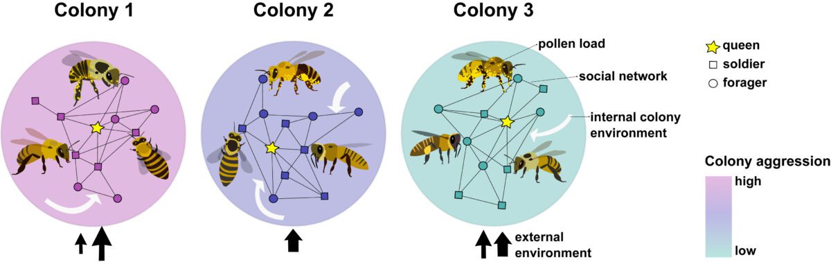 Sweat Bees and Social Structure: Insights into their Colony Life