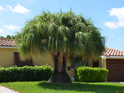 Ponytail Palm Trees