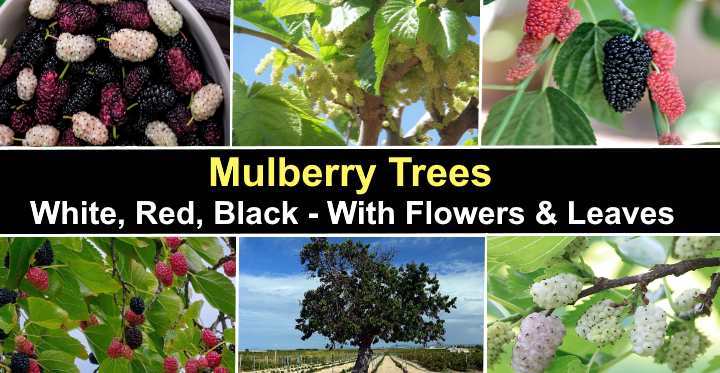 Exploring the Different Varieties of Mulberry Trees and Their Characteristics