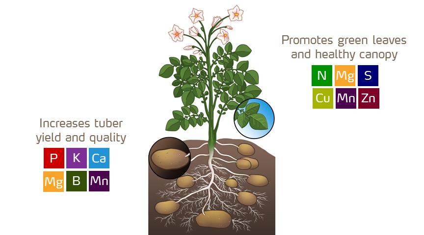 Maintaining Proper Nutrient Levels for Healthy Potato Plants