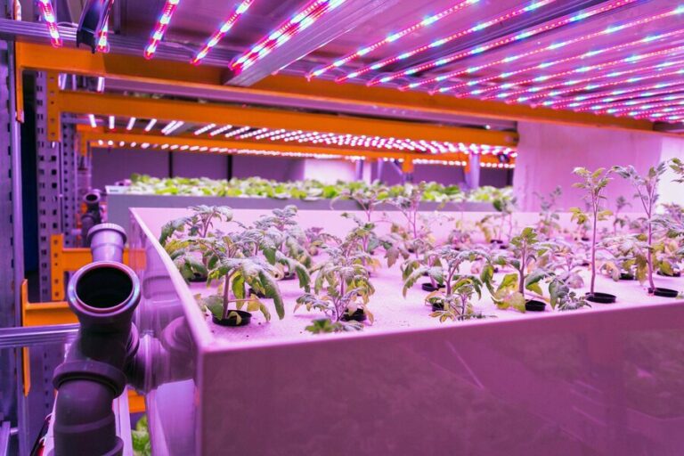 How to Determine the Optimal Distance for Your Grow Light in Hydroponics