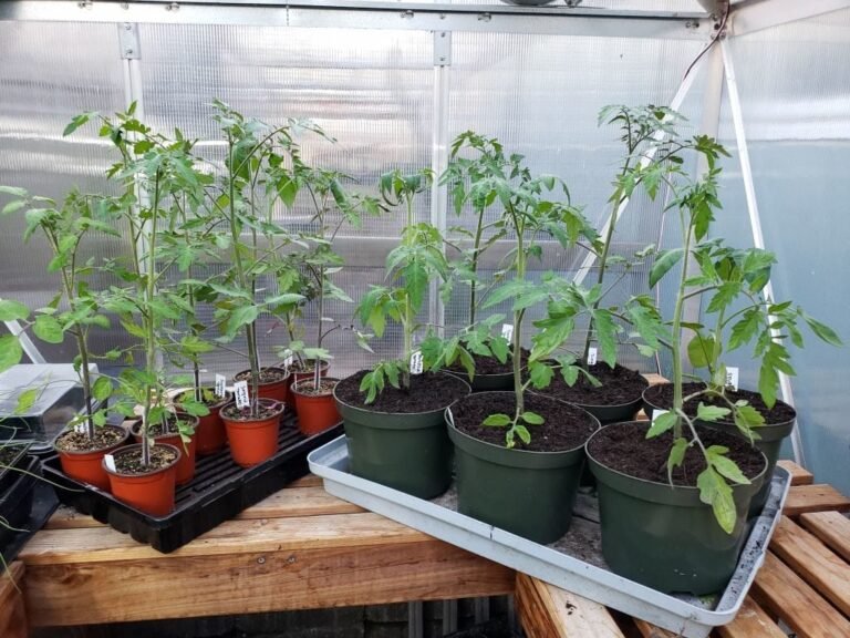 Cell Planting Method Seed Planting Guide: Quantity Per Hole, Pot, or Cell? - South Elmonte ...