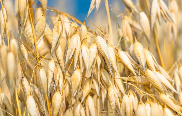 Growing Oats: Whole-Grain Goodness