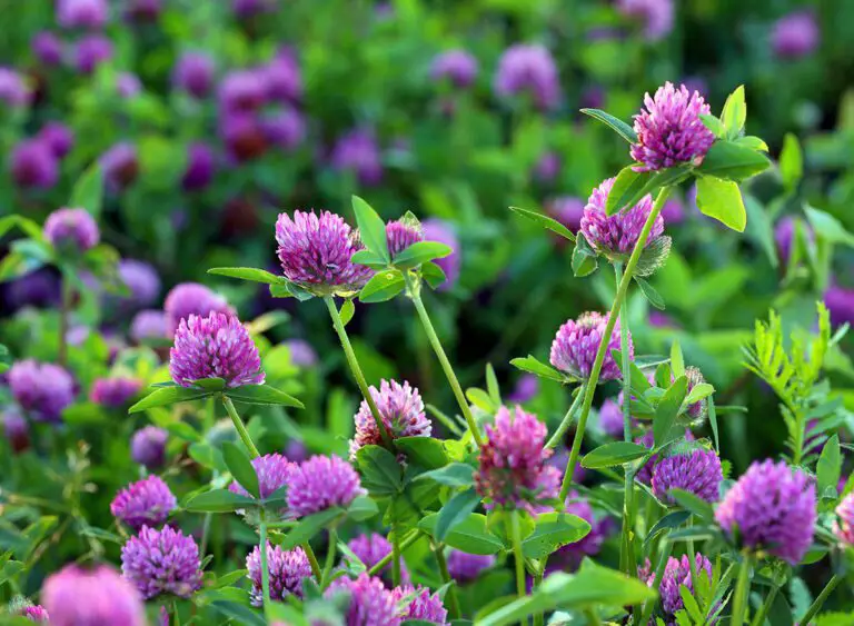Red Clover Plant: Soil-Improving Cover Crop