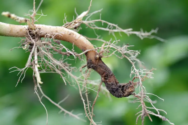 Understanding the Importance of Root Health in Gardening