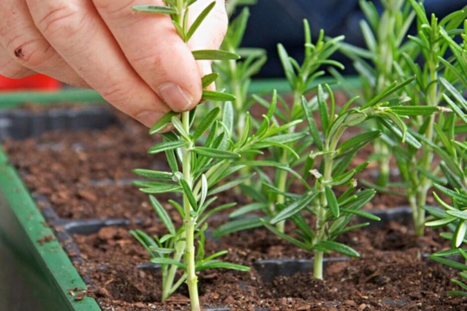 Propagating Rosemary: Harvesting Cuttings for New Plants